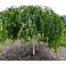 Береза плакуча Youngii (повислая Юнги)/Betula pendula Youngii 